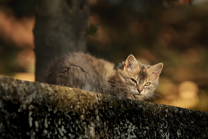 Quand le chat est tombé du balcon... Est-ce une urgence ?