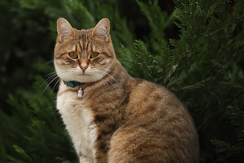 Quand le chat urine du sang... Est-ce une urgence ?