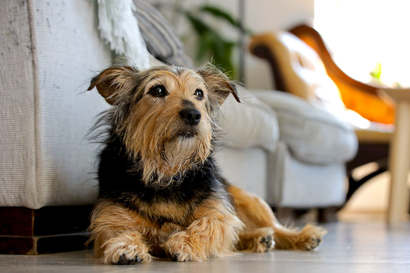 Quand le chien essaye de vomir... Est-ce une urgence ?