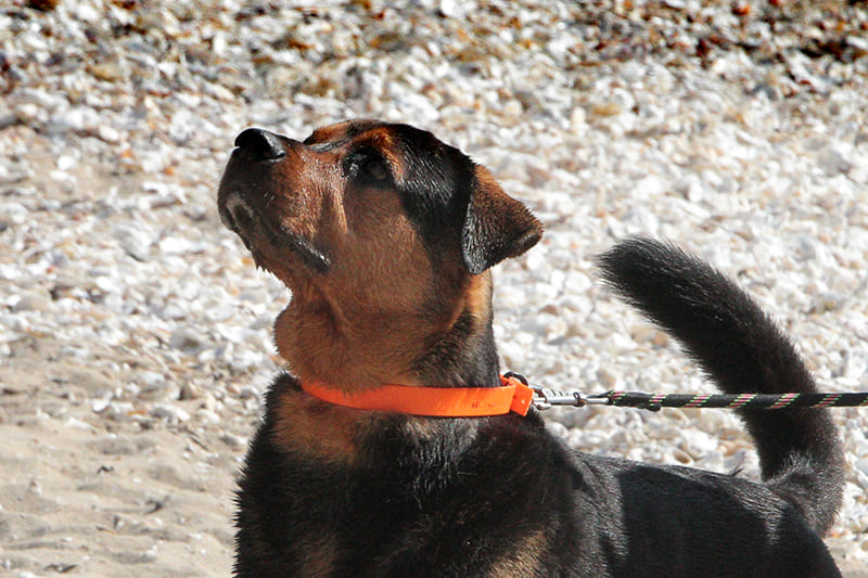 Quand le chien vomit du sang... Est-ce une urgence ?