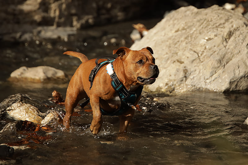 Quand le chien fait de la diarrhée avec du sang...! Est-ce une urgence ?