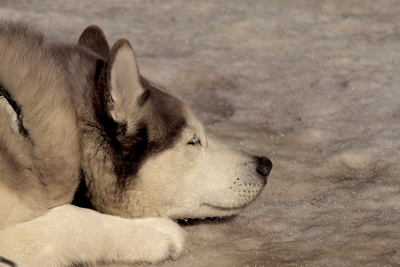 Urgence Vétérinaire Toulon Chien