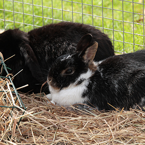 Urgences lapin assurées