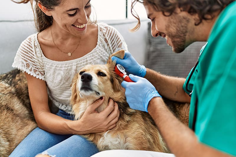 Que faire si mon chien a une douleur à l'oreille?