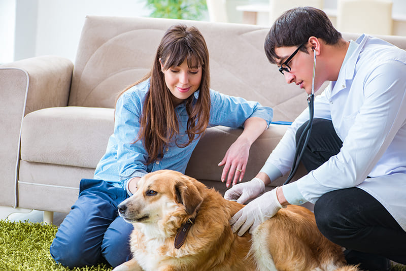 VETERINAIRE à DOMICILE Toulon et sa région (Var)