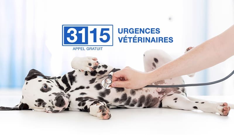 VETERINAIRE de Garde Toulon (83) et Métropole